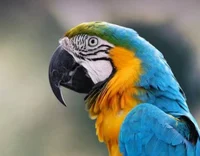 Pineapple the parrot