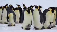 - Penguins -