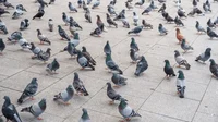 A Park of Pigeons