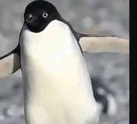 Adelie penguin 