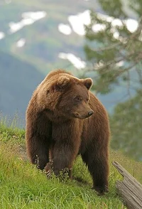 Freddy glamrock  oso