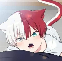 Shoto-Gatito