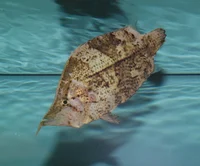 Amazon Leaf Fish