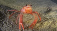 A cute little crab