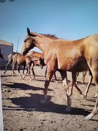 Horses
