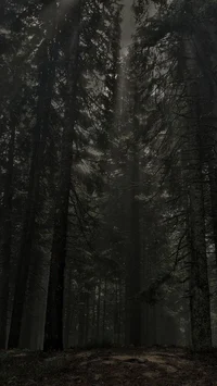 Viaje al bosque