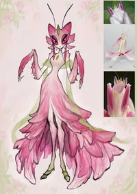 orchida