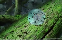 Guild forest mission