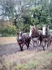 Draft horses