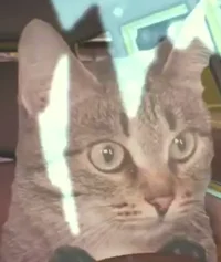 Job Randomized RPIRL