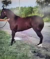 Horse