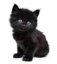Black Kitten