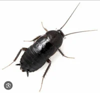 A Cockroach