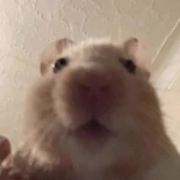 Hamster