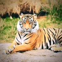 Bengal Tiger