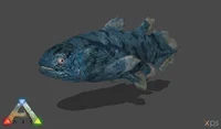 Coelacanth 