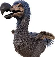Dodo