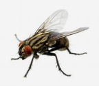 A Fly