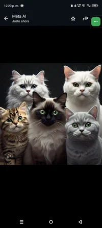 La isla de los gatos