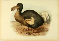 Dodo bird