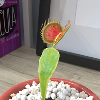 Venus Flytrap 