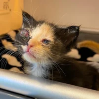 Sick kitten