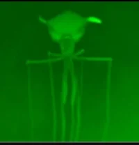 Magnapinna Squid