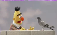 Bert
