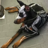 Ghost - dog