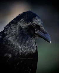 Crow