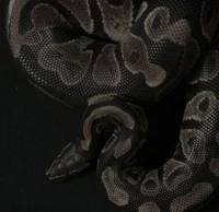 05-CARDAN GREENBRIAR