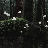 Magical Forest