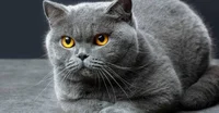 British Shorthair
