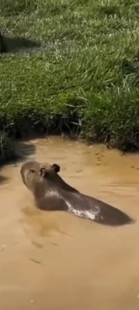 CAPIBARA