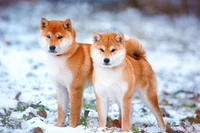 Shiba Inus