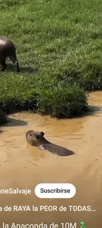 Un Capibara