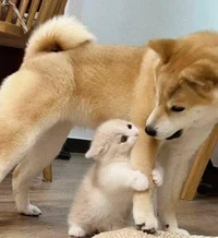 Your Kitten and Dog