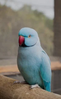 Blue parrot 