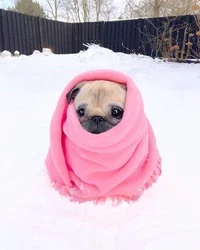 Pug