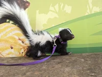 Skunk