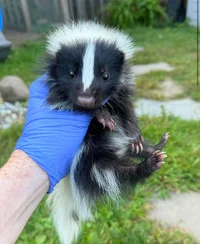 Baby skunk