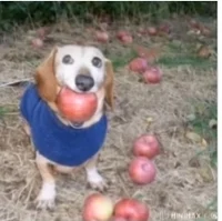 Dog with apple