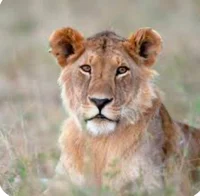 Adolescent lion