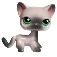 Shorthair cat 125