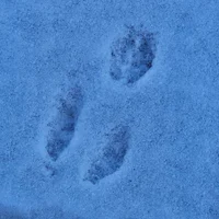 Shrimpo-dandys world