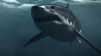 Mega Shark