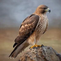 Hawk 2