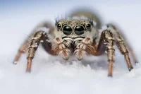 Tickle Spider