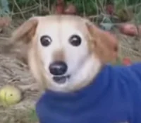 Prediction of GD2025