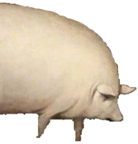 Pig